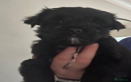 Yorkshire Terrier dogs for sale: Colourful Yorkshire terrier - Image 32