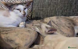 Siamese cats for sale: Super friendly boy seeking new slaves - Advert 2