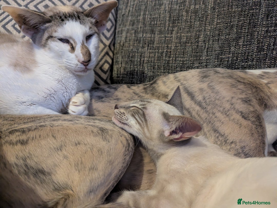 Siamese cats for sale: Super friendly boy seeking new slaves - Advert 2