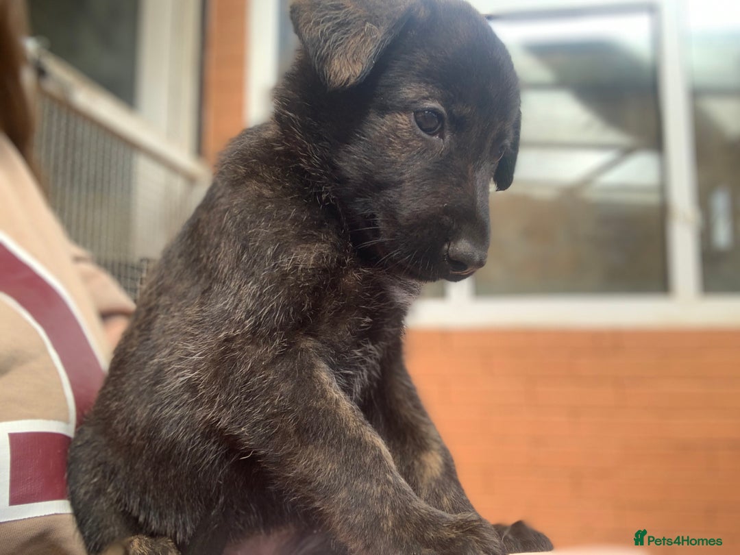 Mixed Breed dogs for sale: German Shepard X Dutch Herder Puppies - Image 18