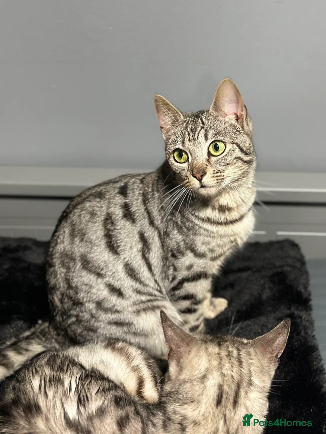 Bengal cats for sale: Gorgeous Bengal X Female!! - Advert 1
