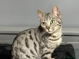 Bengal cats Gorgeous Bengal X Female!! - Advert 1