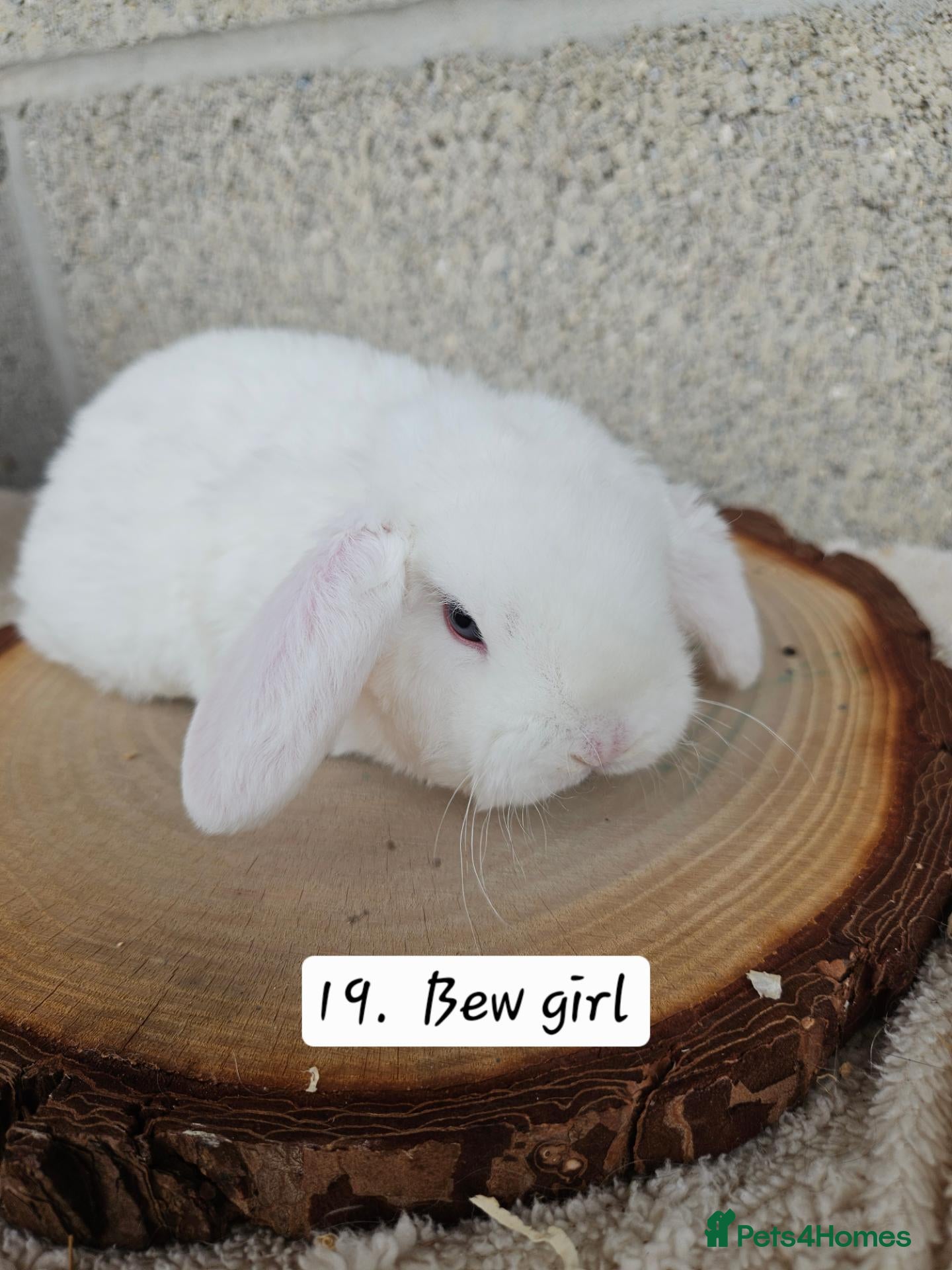 French Lop rabbits 🐻 Ad 2 PUREBRED MINI PLUSH LOPS 💕 - Advert 2