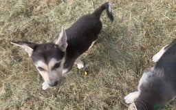 Shepsky dogs for sale: 2 beautiful Shepski puppies for sale  - Image 1