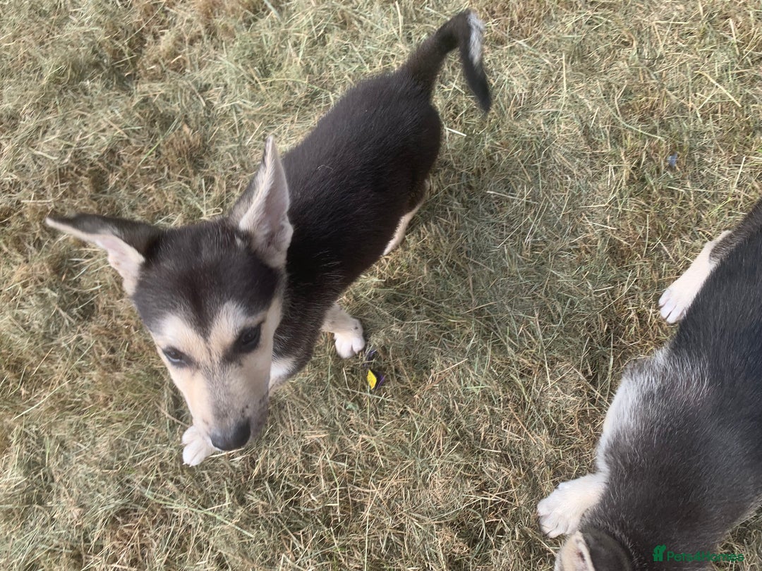 Shepsky dogs for sale: 2 beautiful Shepski puppies for sale  - Image 1