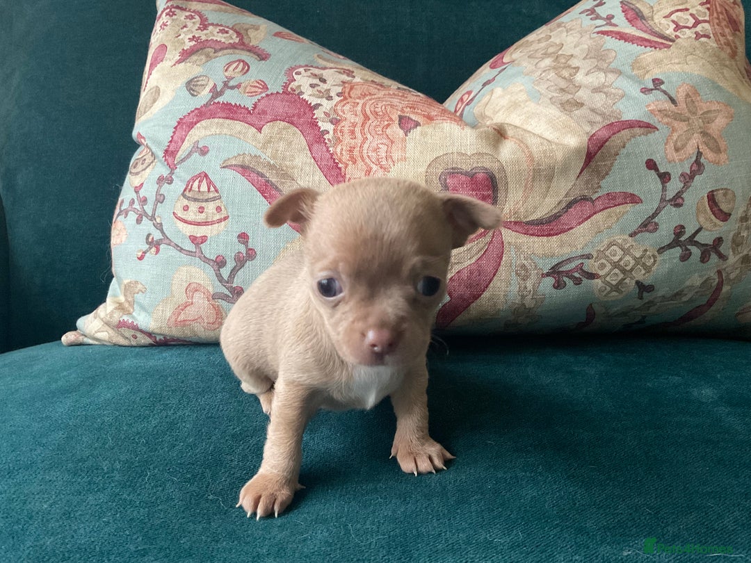 Chihuahua dogs for sale: Beautiful chihuahua puppies  - Advert 14