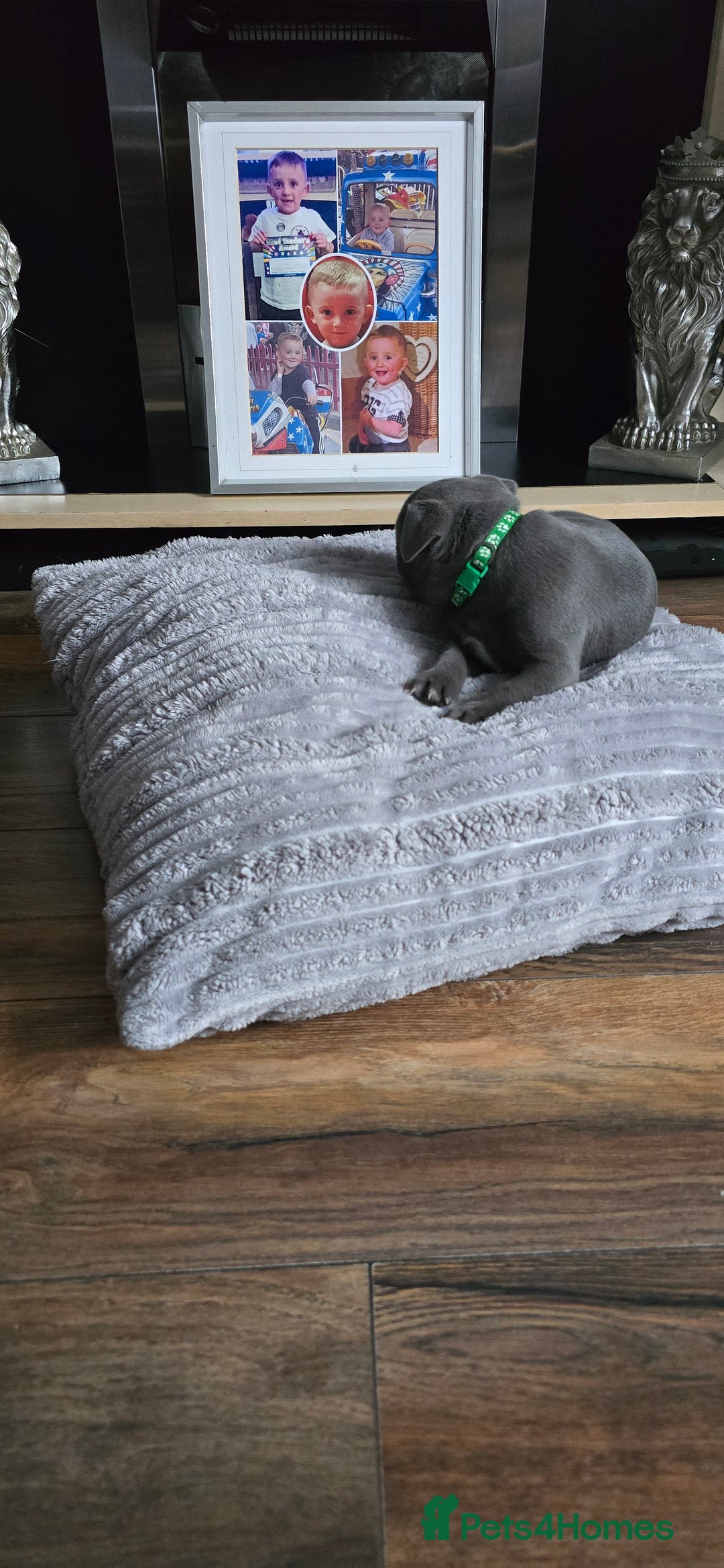 Staffordshire Bull Terrier dogs for sale: 4 beutiful blue staffies dad and mum kc  - Advert 11