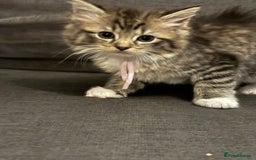 Ragcoon cats for sale: Ragcoon kittens Ready Now!  - Image 3