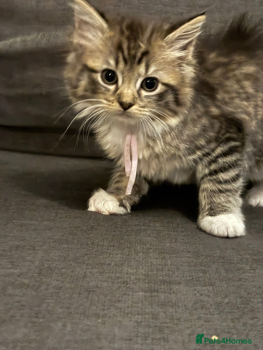 Ragcoon cats for sale: Ragcoon kittens Ready Now!  - Image 3
