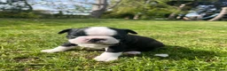 Boston Terrier dogs for sale: 🌟 KC Registered Boston Terrier Puppies 🌟 in Withernsea - Advert 18