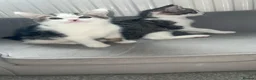 Mixed Breed cats for sale: 4 kittens  - Advert 5