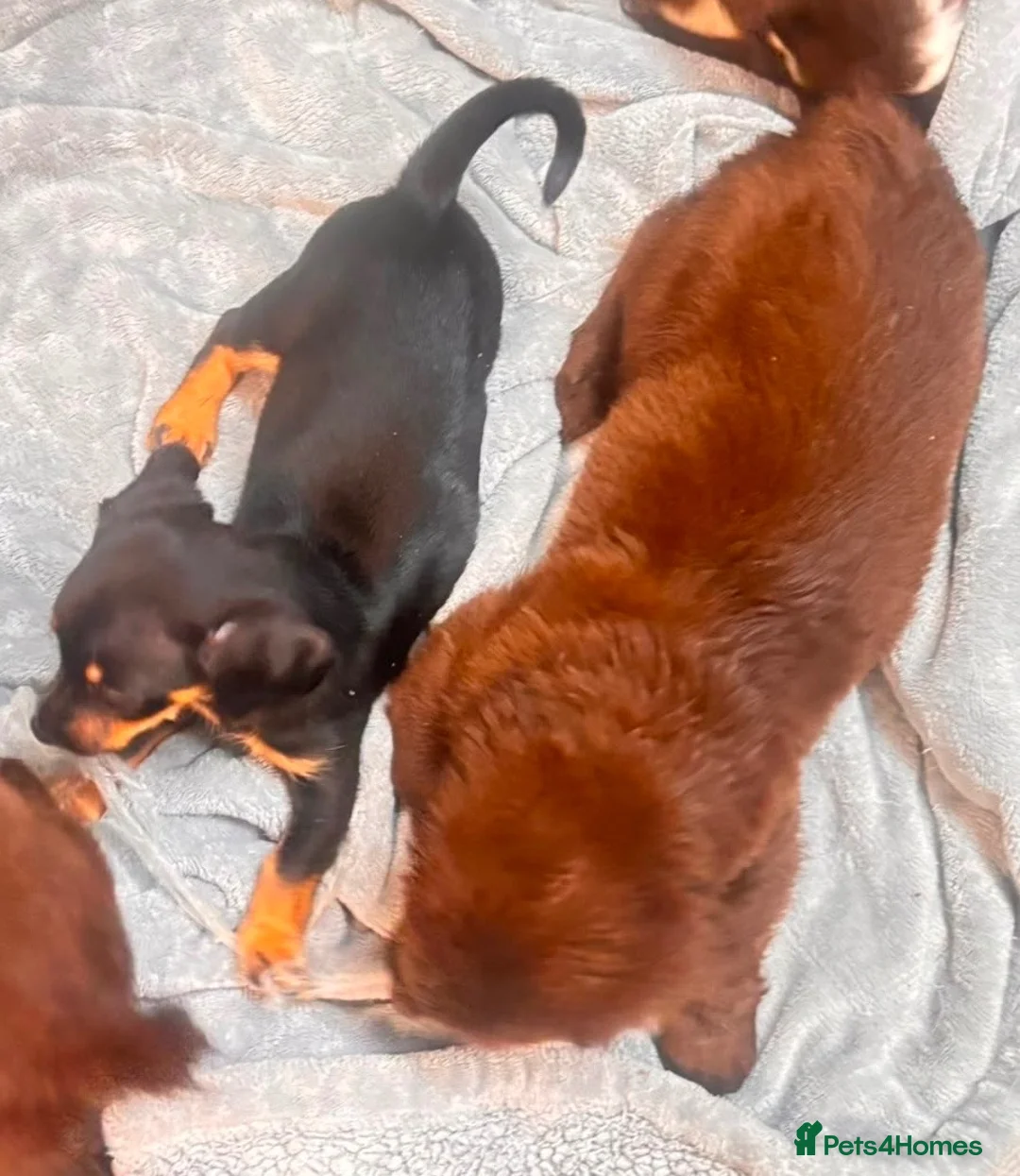 Mixed Breed dogs for sale: Gorgeous mixed litter girls and boys ready now! - Advert 19