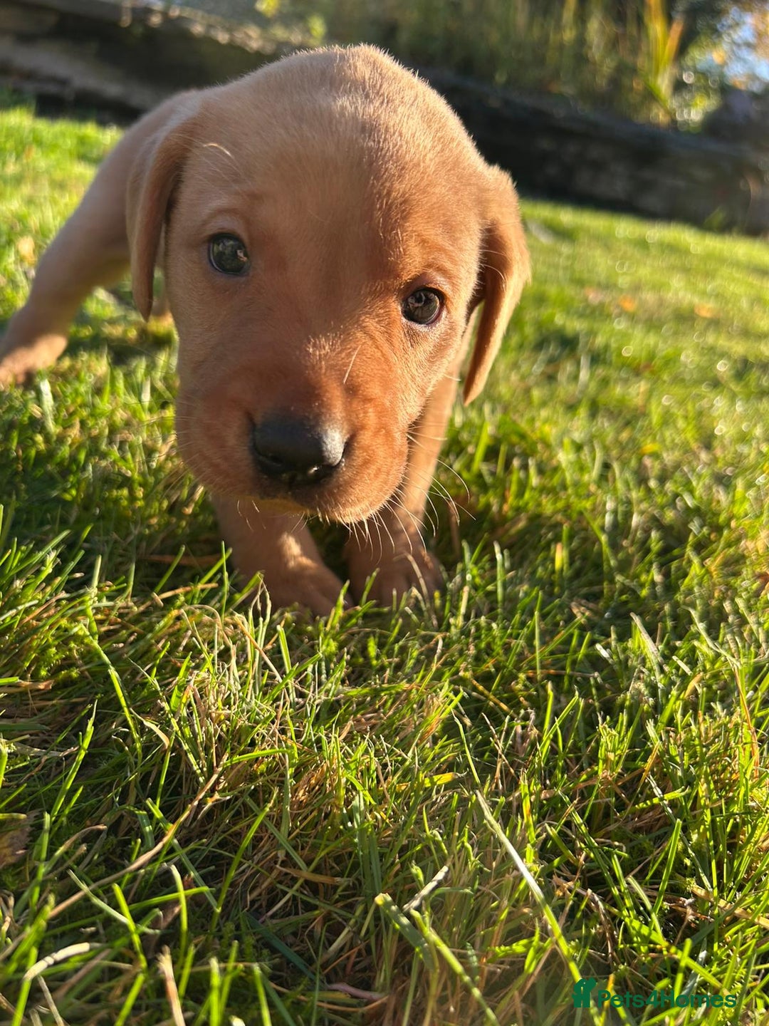 Labrador Retriever dogs for sale: Fox Red Labrador Puppies for Sale - Advert 15
