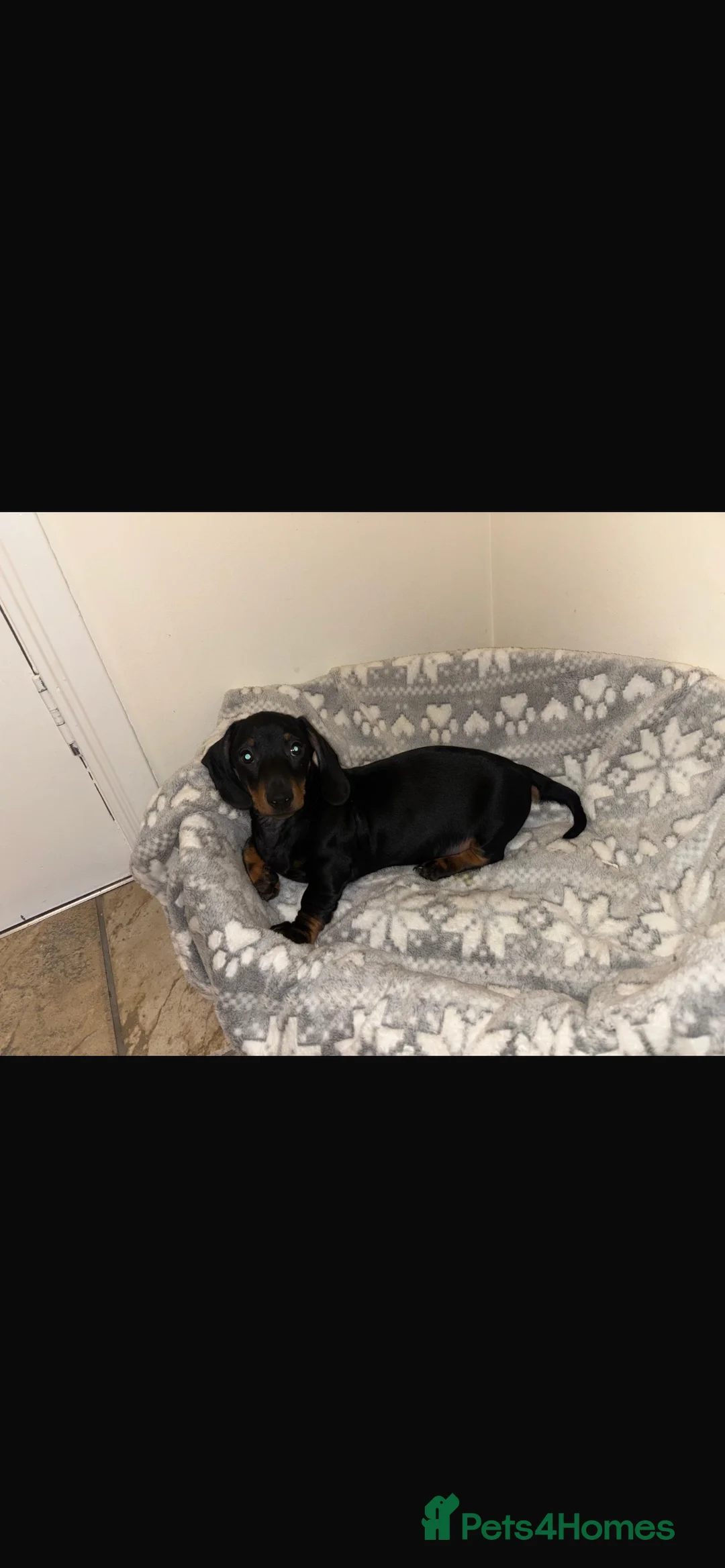 Miniature Dachshund dogs for sale: Looking for forever home  - Advert 2