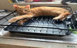 Mixed Breed cats for sale: Lovely 7 month old male ginger kitten - Image 1