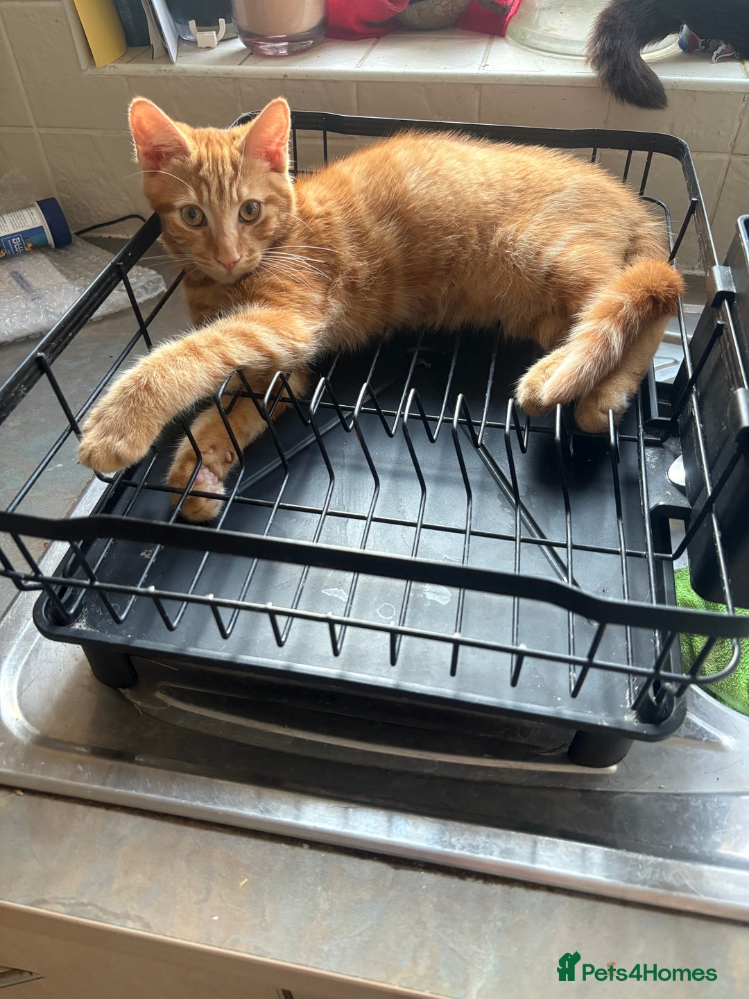 Mixed Breed cats for sale: Lovely 7 month old male ginger kitten - Image 1