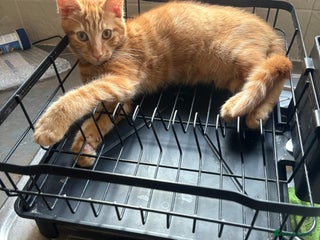 Mixed Breed cats - Advert 11