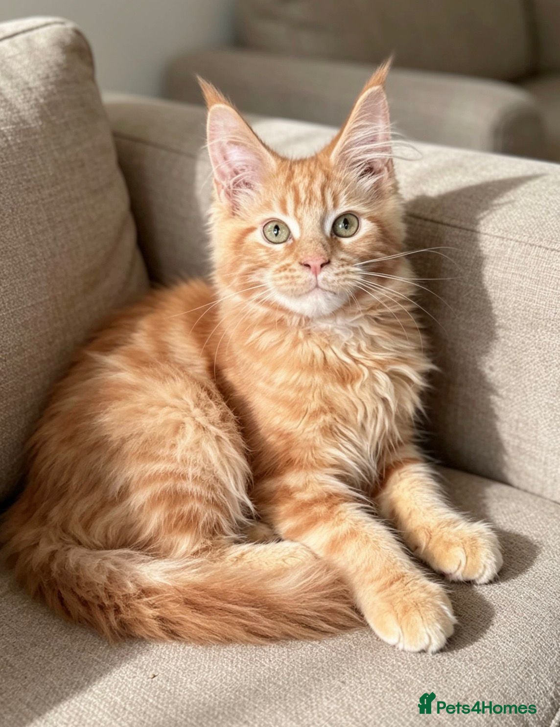 Maine Coon cats Ginger Maine Coon kitten Male - Advert 1