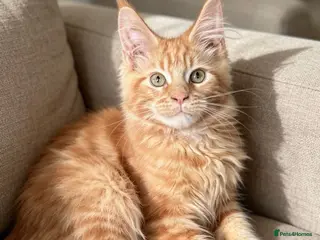 Maine Coon cats Ginger Maine Coon kitten Male - Advert 1