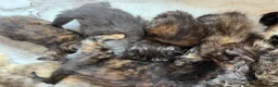 Maine Coon cats for sale: 5 Beautiful half Maine coon kittens  in Aldershot - Advert 12