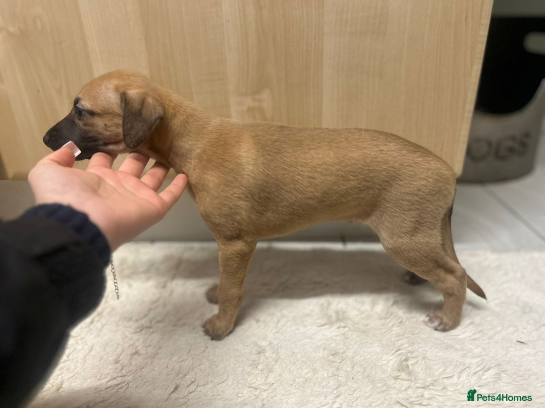 Whippet dogs for sale: 📣 Outstanding Show & Racing Lines - Advert 8