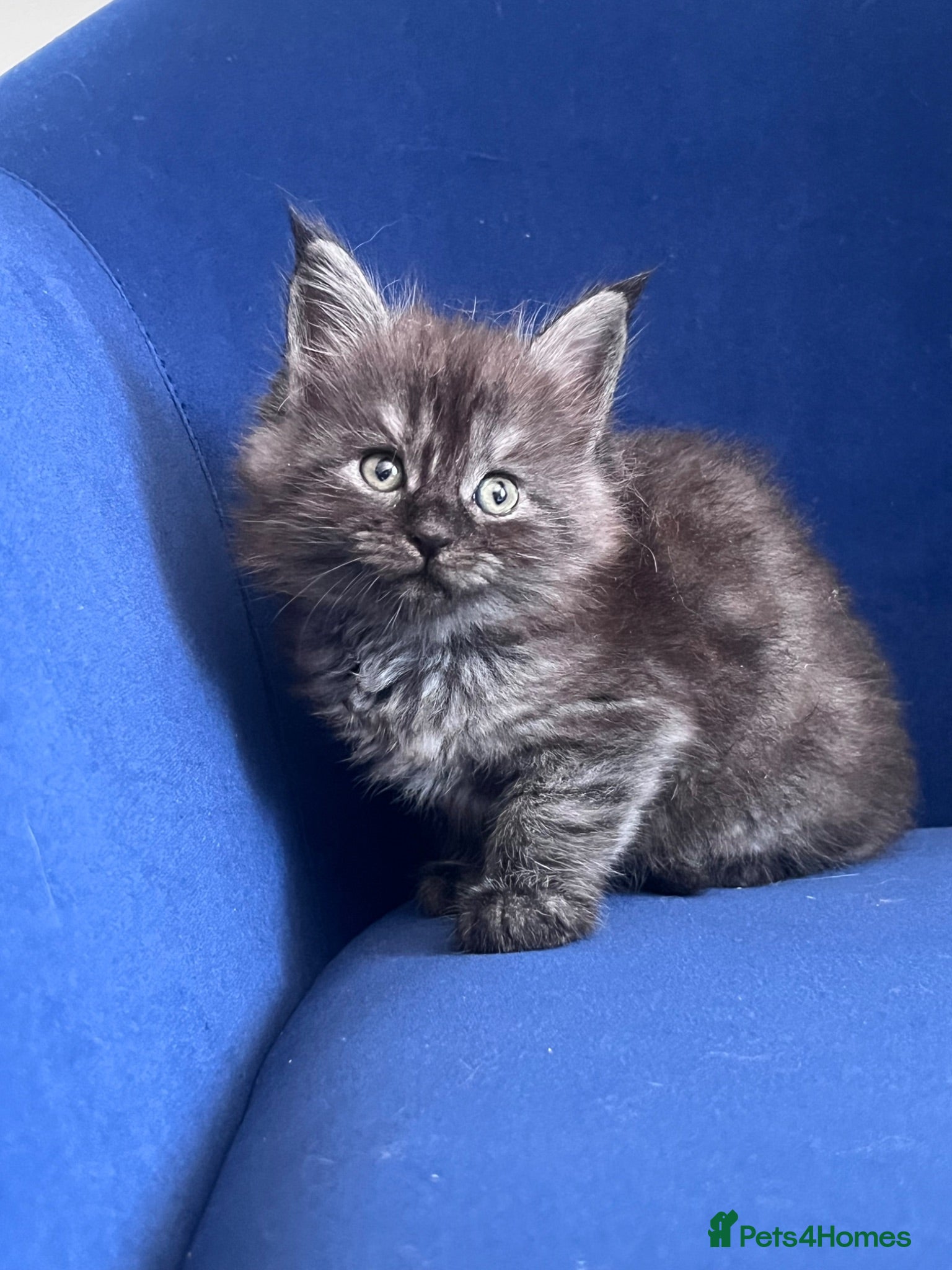 Maine Coon cats Polydactyls and non poly ready to reserve  - Advert 1