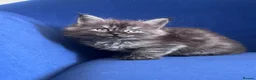 Maine Coon cats for sale: Polydactyl and non poly ready to reserve  - Advert 1