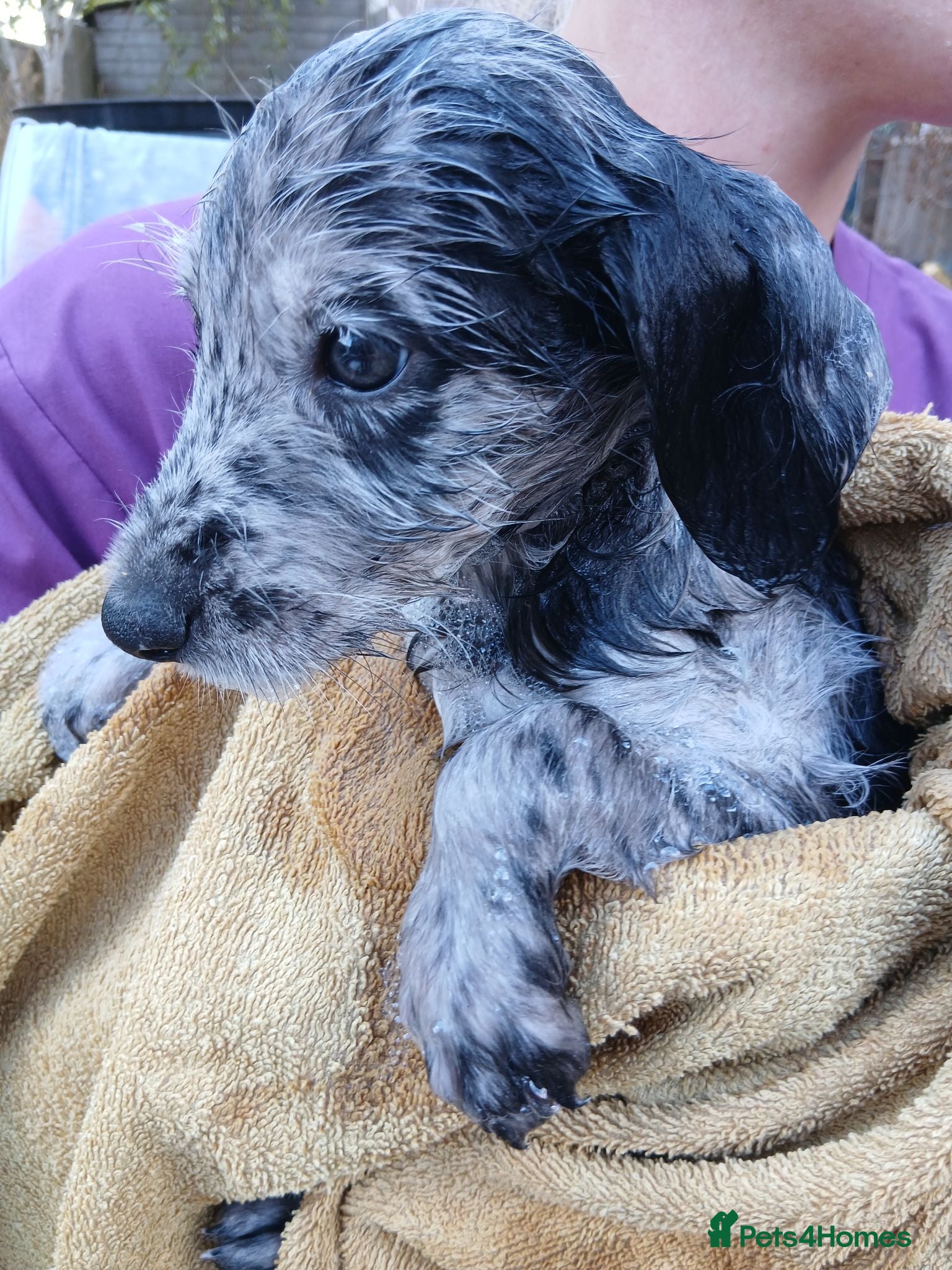Mixed Breed dogs Whippet x Miniature Labradoodle  - Advert 10