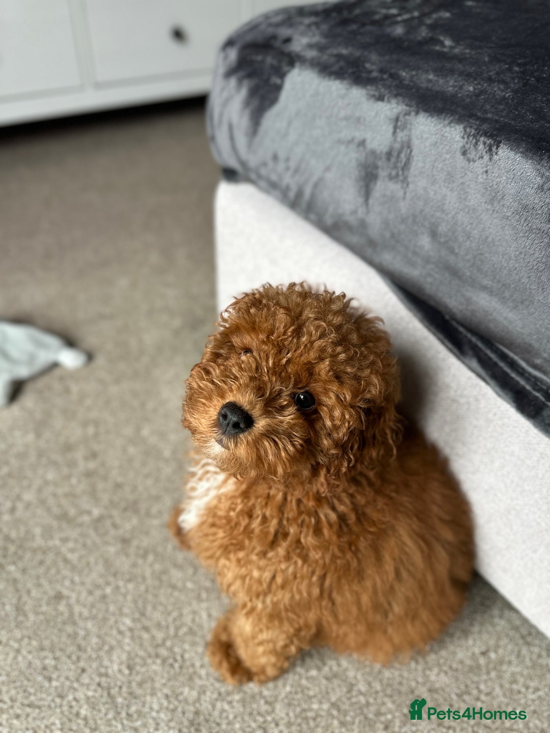 Cavapoo dogs for sale: 15 week old Cavapoo Boy - Advert 4