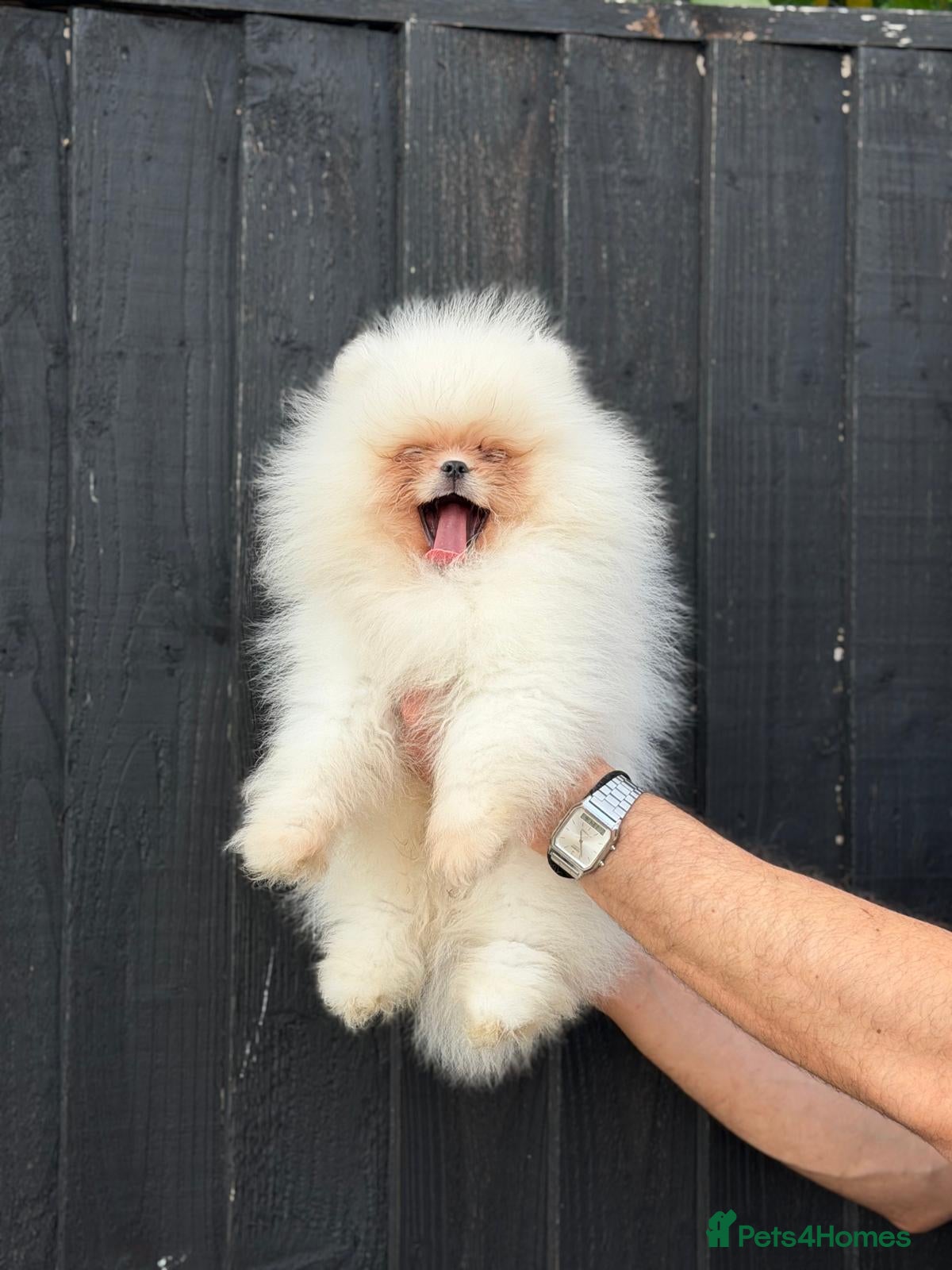 Pomeranian dogs     Luxury White Pomeranian Puppies  - Advert 18