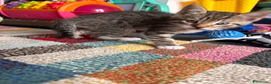 Light Tabby Male