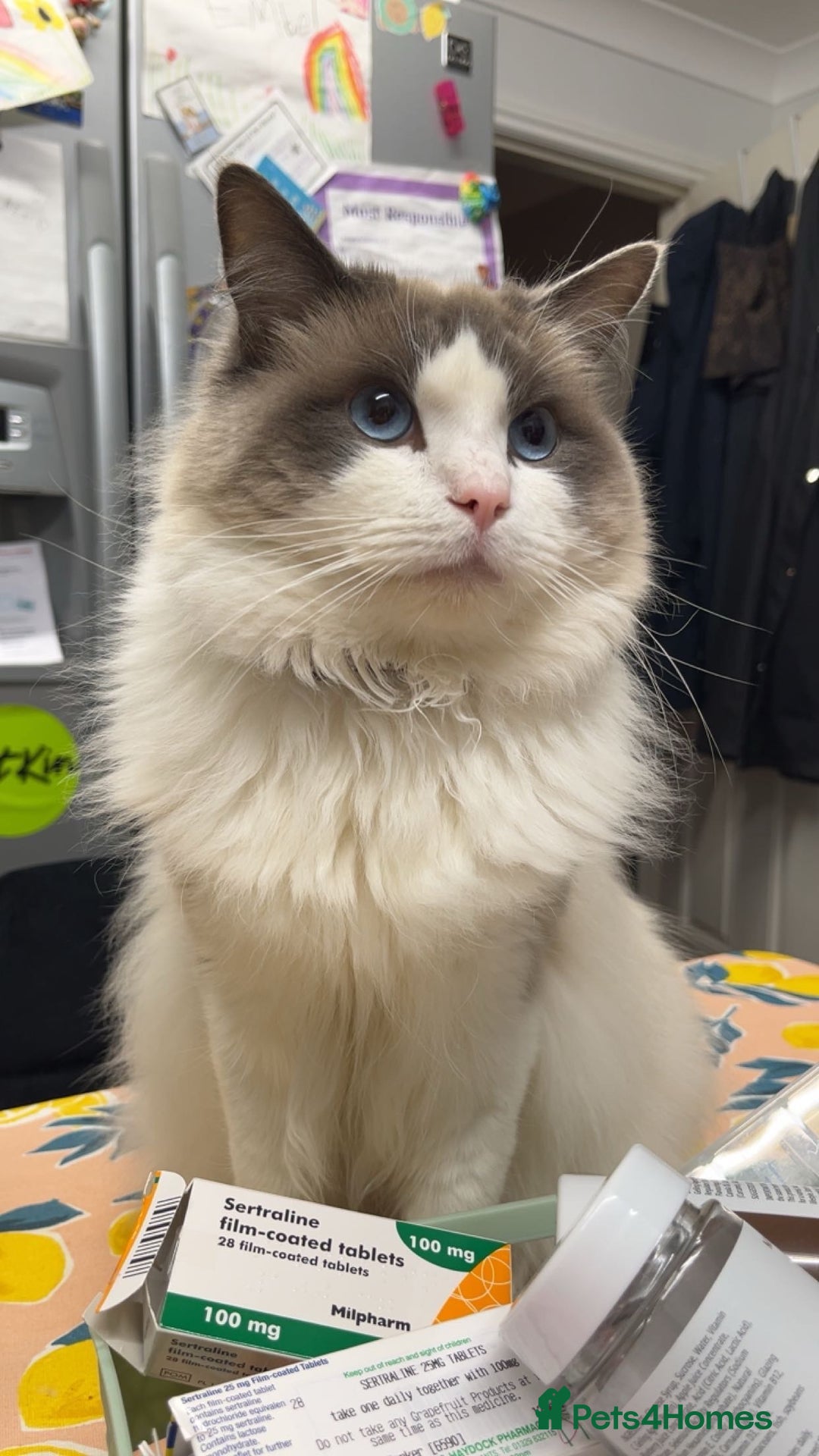 Ragdoll cats for sale: 3 year old blue point bicolour ragdoll - Advert 6