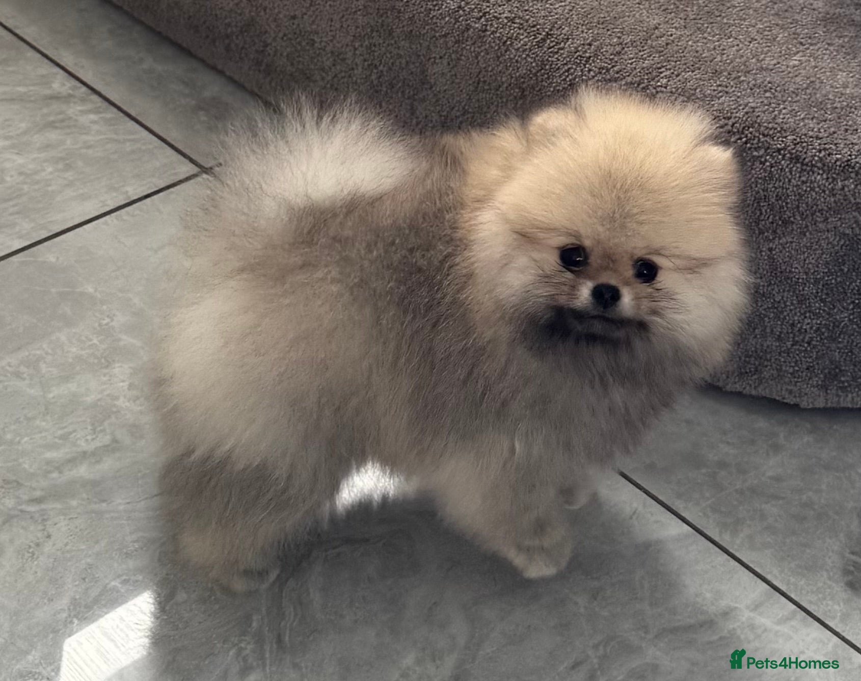 Pomeranian dogs TINY Champion Lines Teddy Faced TRUE Pomeranians  - Advert 1