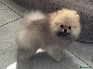 Pomeranian dogs TINY Champion Lines Teddy Faced TRUE Pomeranians - Advert 1