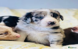 Border Collie dogs for sale: Border collie puppies  - Image 3