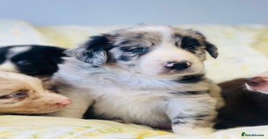 Border Collie dogs - Advert 4