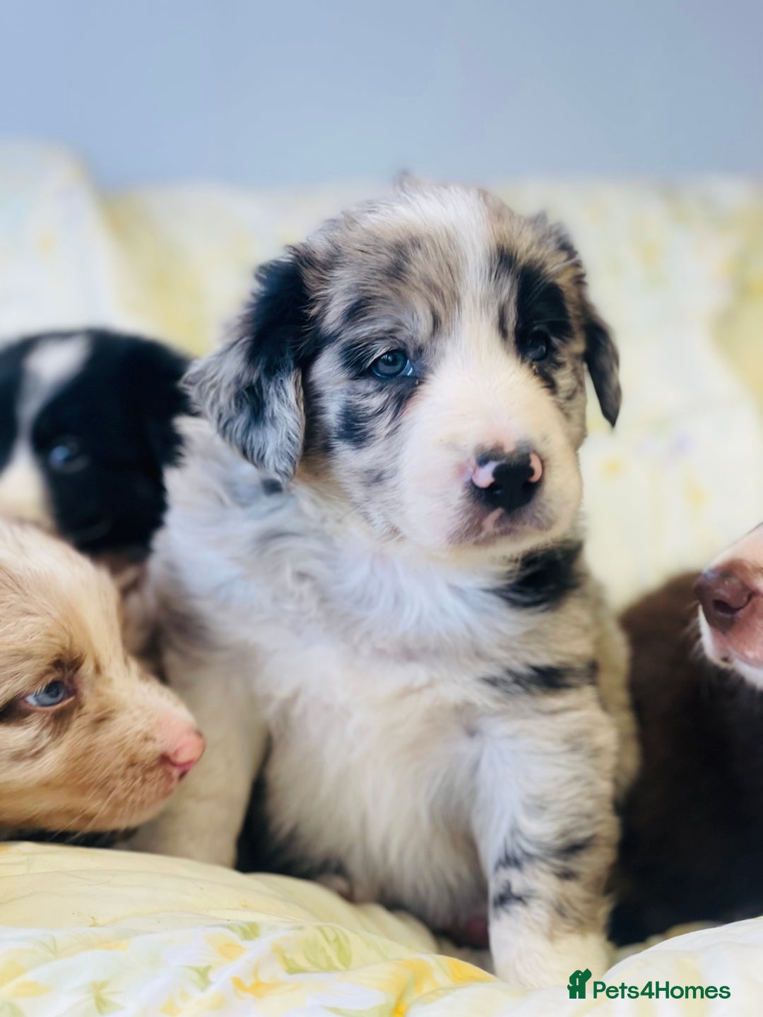 Border Collie dogs for sale: Border collie puppies  - Image 3