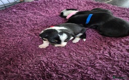 Mixed Breed dogs for sale: Collie x Kelpie Puppies ready to go 28th December  - Advert 7