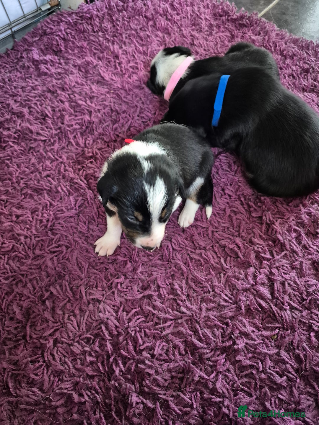 Mixed Breed dogs for sale: Collie x Kelpie Puppies ready to go 28th December  - Advert 7