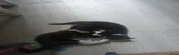 Mixed Breed cats for sale: Kitten's  in Stockport - Advert 3