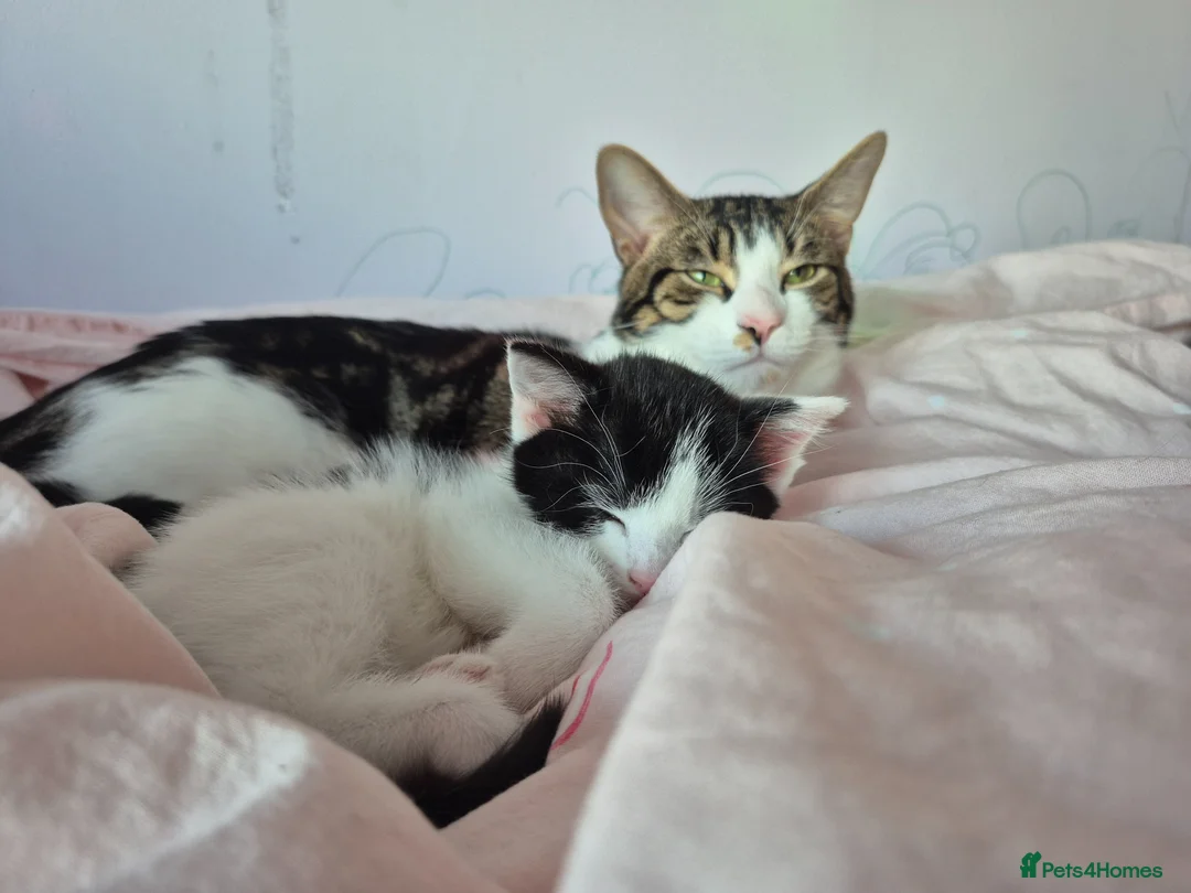 Domestic Shorthair cats for sale: Two kittens for sale - Advert 2