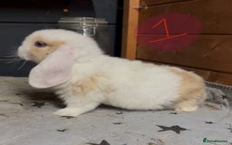 Mini Lop rabbits for sale: 8 beautiful friendly baby mini lops  - Image 2