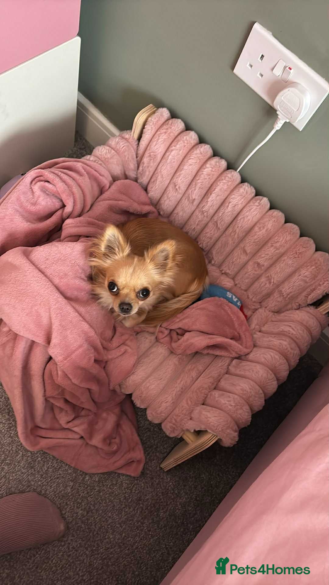 Chihuahua dogs for sale: Beautiful tiny Chihuahua - Advert 5