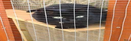Mixed Breed cats for sale: Cats need a good home - Advert 3