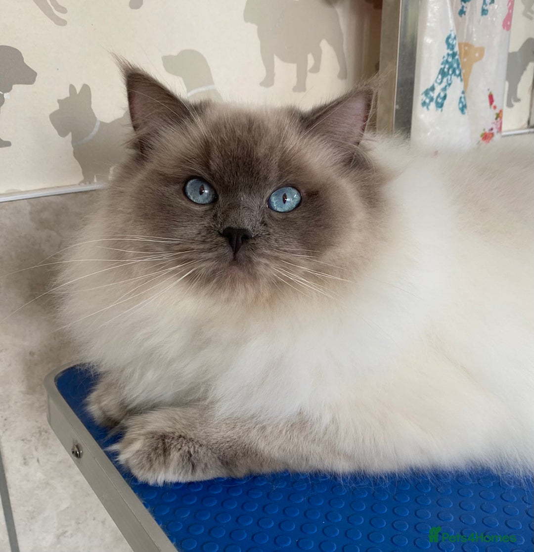 Ragdoll cats for sale: Champion Sired GCCF Registered Ragdoll Kittens - Image 16