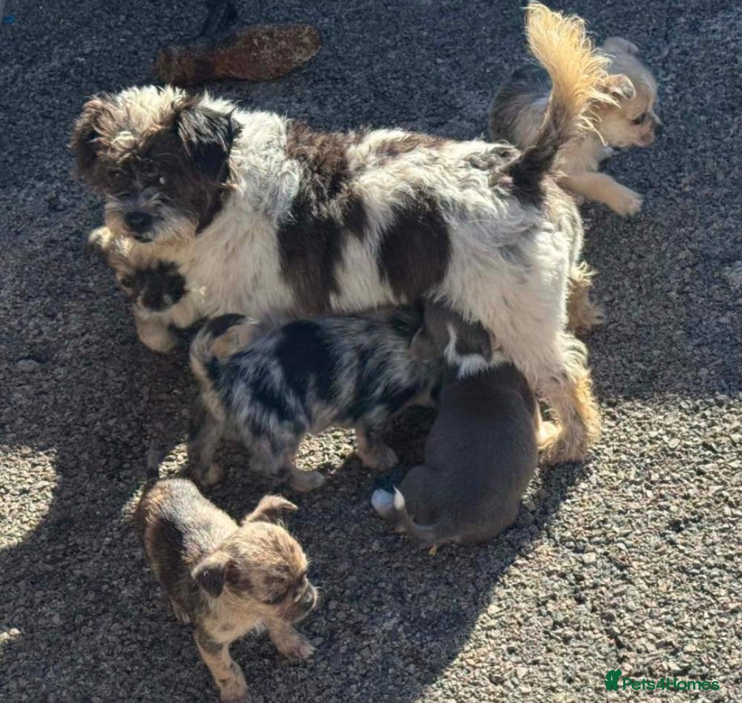 Shorkie dogs for sale: Puppy for sale - Advert 6