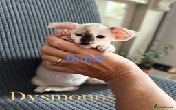 Oriental cats for sale: 2 boys TICA - Image 2