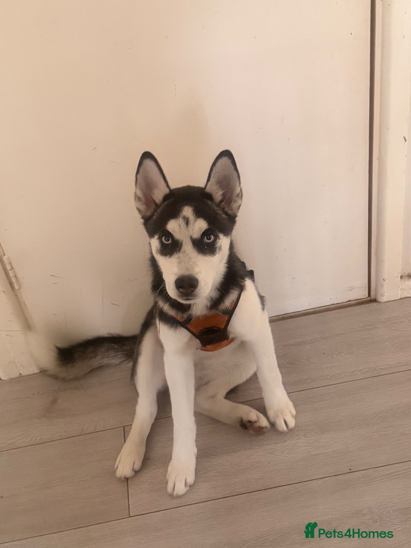 Siberian Husky dogs for sale: I’m selling female Husky Siberian  - Advert 9