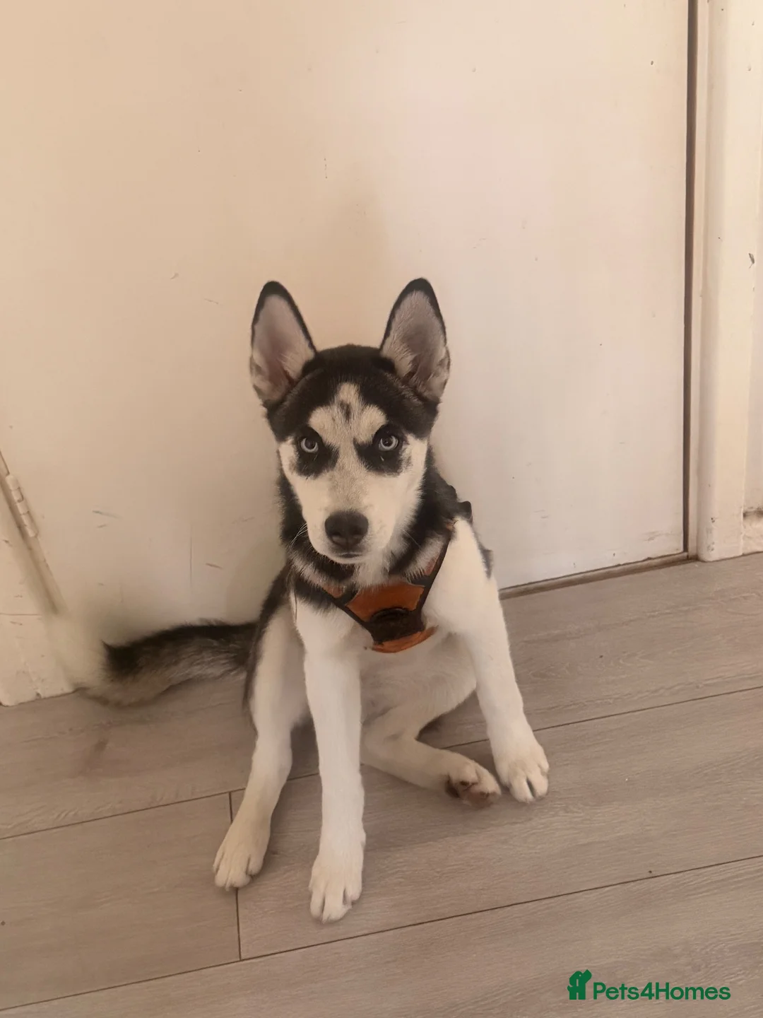 Siberian Husky dogs for sale: I’m selling female Husky Siberian  in Birmingham - Advert 1