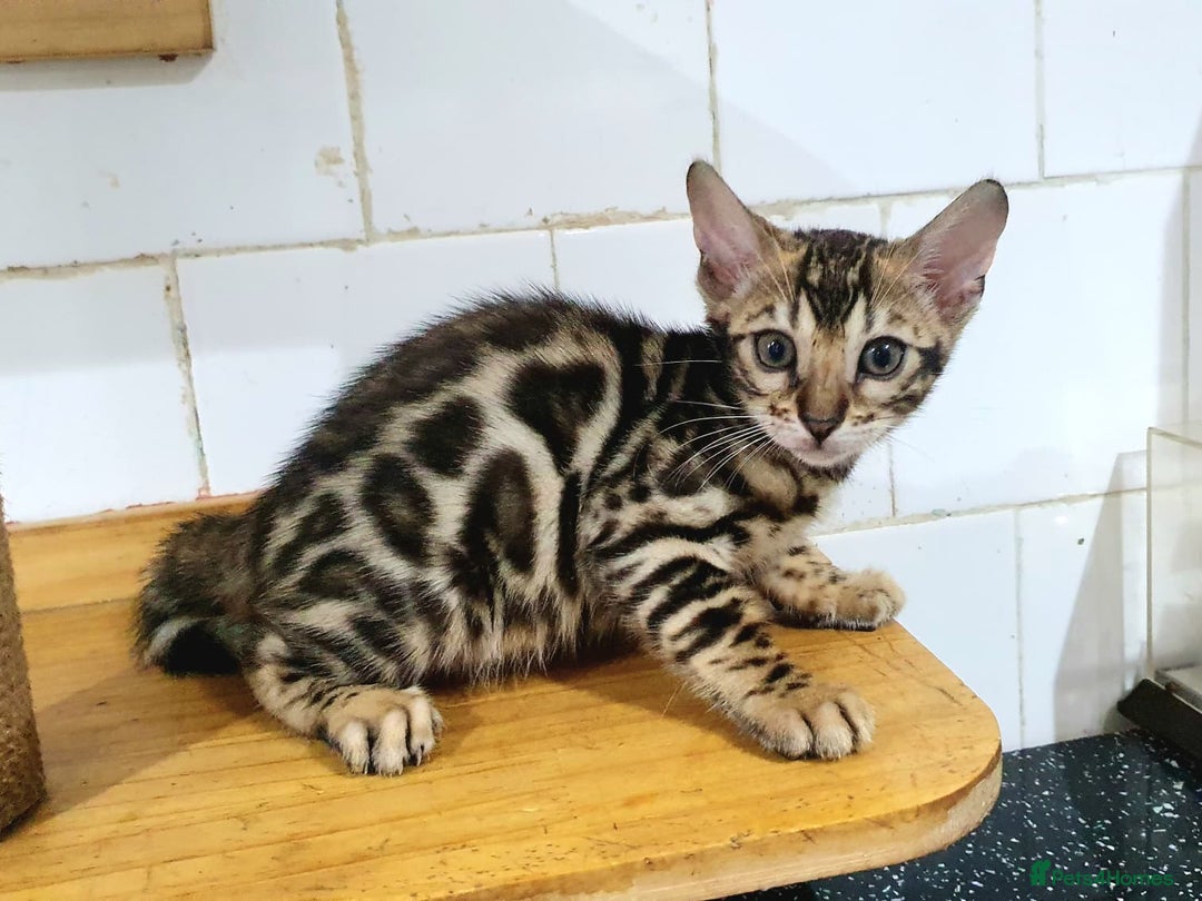 Bengal cats for sale: 🔥✨Pedigree TICA-Registered Bengals - Advert 10
